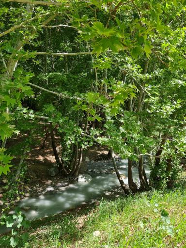 عکس تنگ گنجه ای