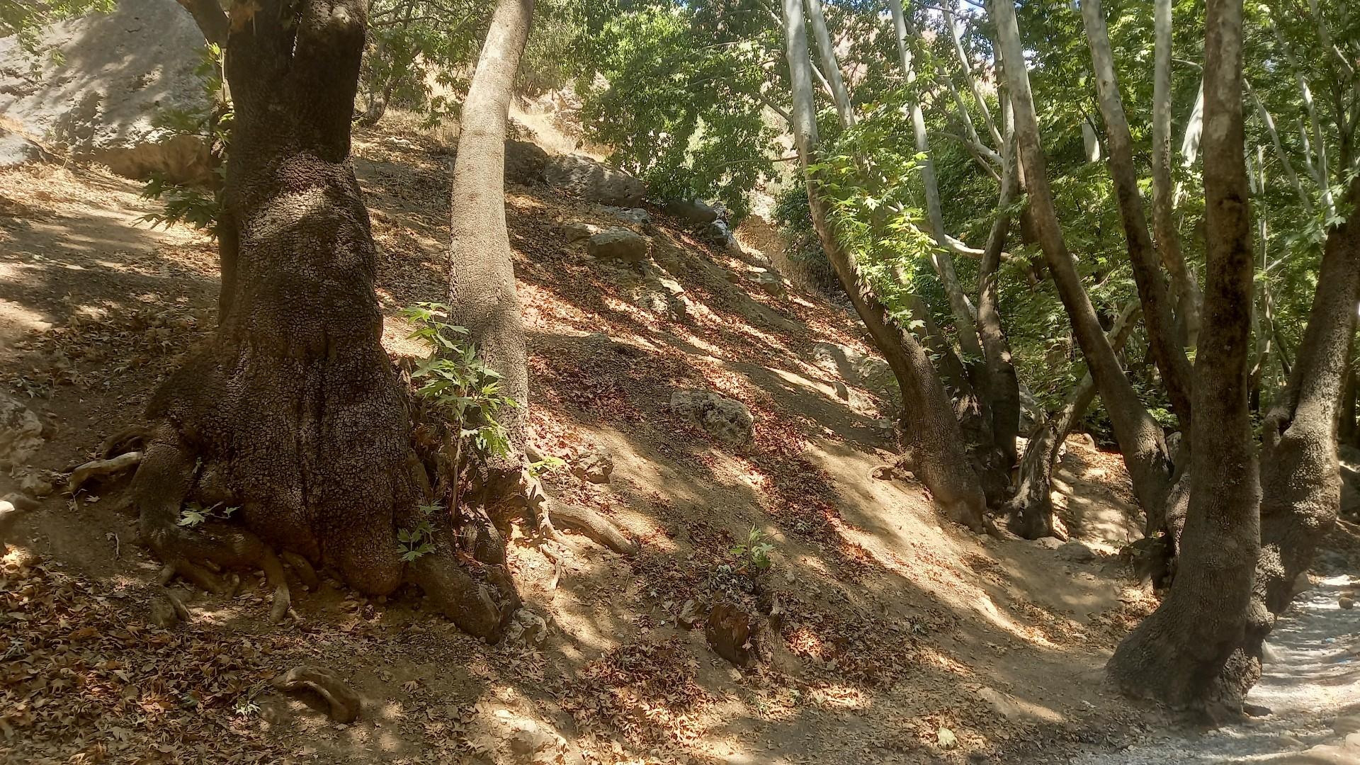 عکس تنگ گنجه ای