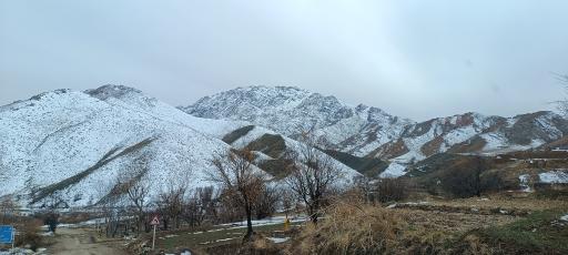 عکس خوگ