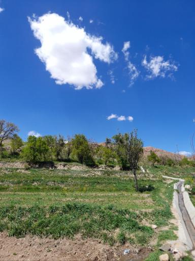 عکس خوگ