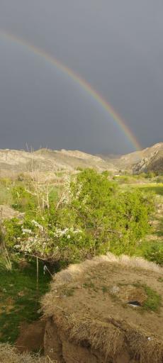 عکس خوگ