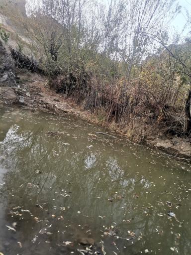 عکس خوگ