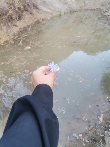 عکس خوگ