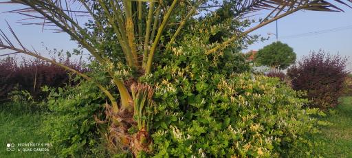 عکس میدان چادرملو