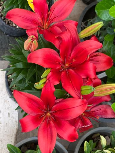 عکس گل اردیبهشت