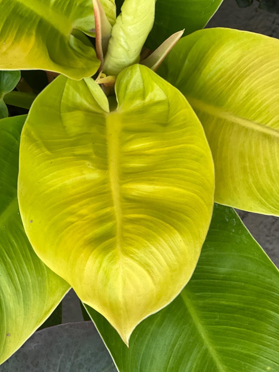 عکس گل اردیبهشت