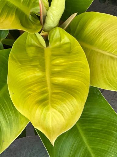 عکس گل اردیبهشت