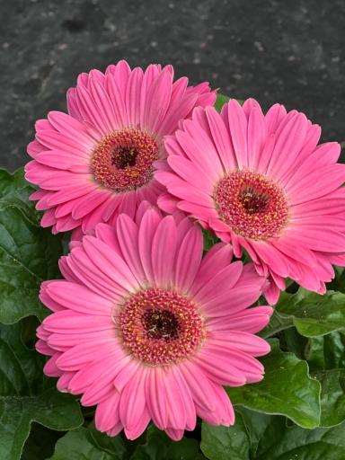 عکس گل اردیبهشت