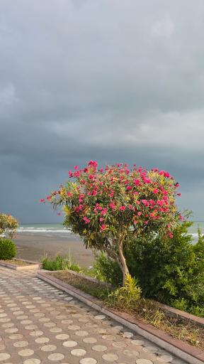 عکس پارک ساحلی