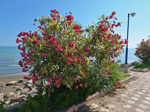 عکس پارک ساحلی