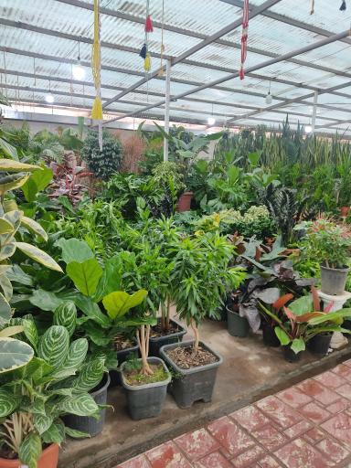 عکس لوسی گل