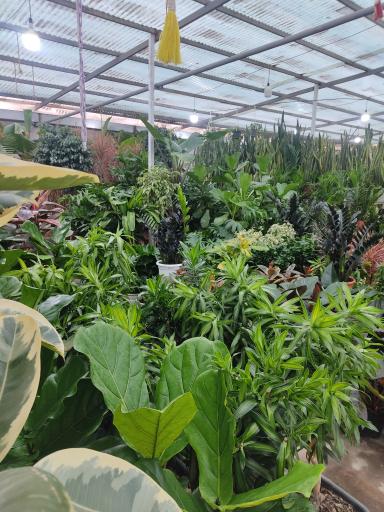 عکس لوسی گل