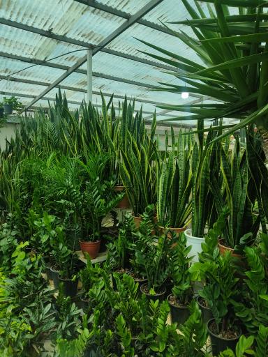 عکس لوسی گل