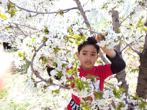 عکس باغ گیلاس آقای  خدایار نصرالهی 