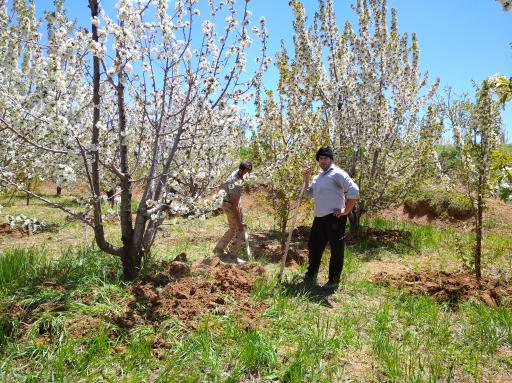عکس باغ گیلاس آقای  خدایار نصرالهی 