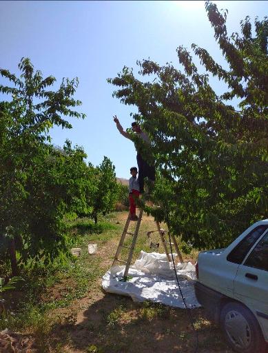 عکس باغ گیلاس آقای  خدایار نصرالهی 