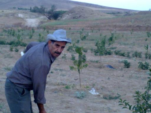 عکس باغ گیلاس آقای  خدایار نصرالهی 