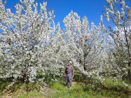 عکس باغ گیلاس آقای  خدایار نصرالهی 
