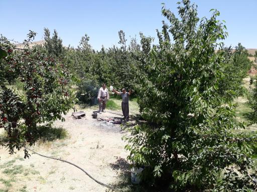 عکس باغ گیلاس آقای  خدایار نصرالهی 