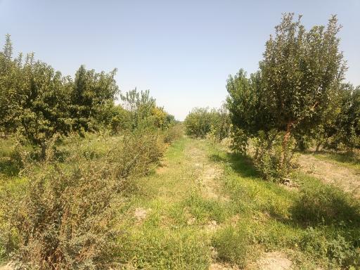 عکس باغ سیدعباس عباس زاده