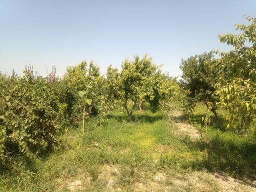 عکس باغ سیدعباس عباس زاده