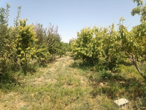 عکس باغ سیدعباس عباس زاده