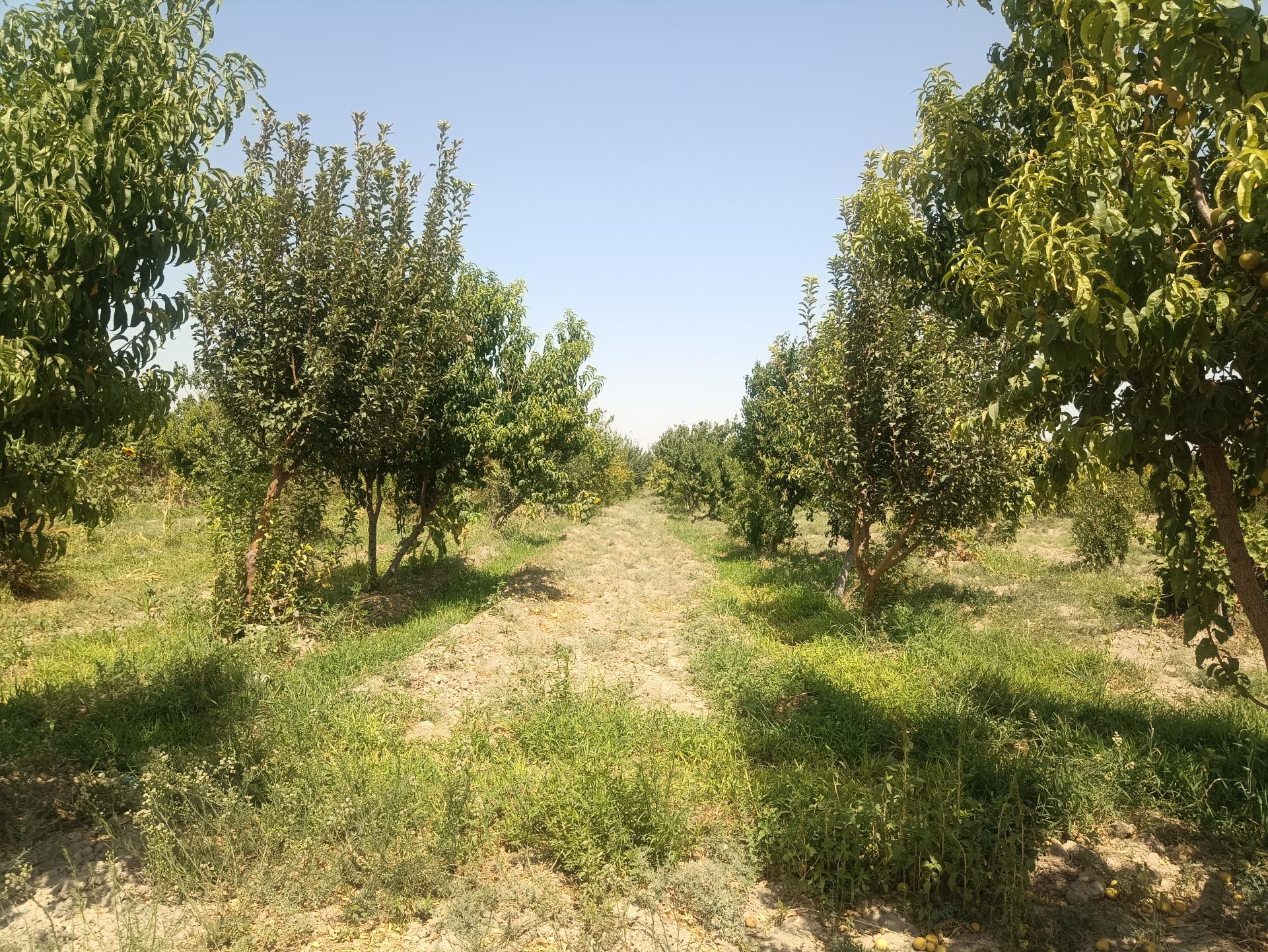 عکس باغ سید عباس عباس زاده