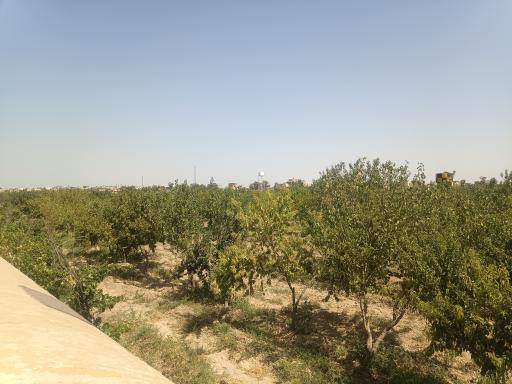 عکس باغ سیدعباس عباس زاده