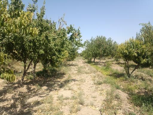 عکس باغ سیدعباس عباس زاده