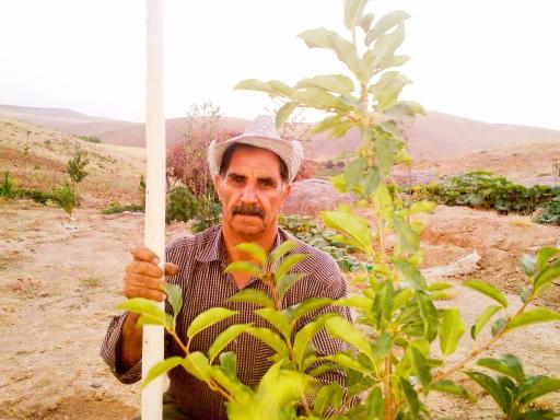 عکس باغ گیلاس آقای  خدایار نصرالهی 