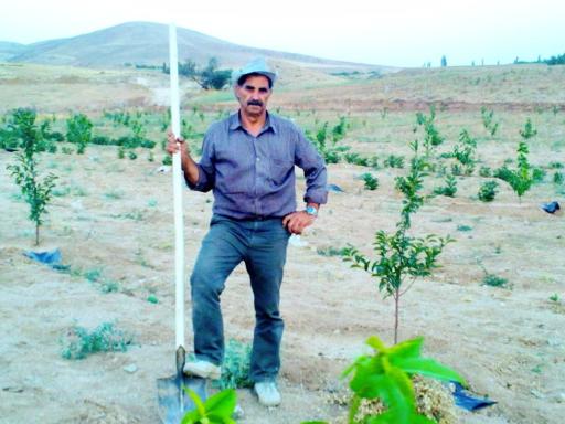 عکس باغ گیلاس آقای  خدایار نصرالهی 