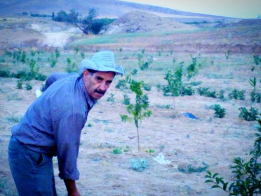 عکس باغ گیلاس آقای  خدایار نصرالهی 