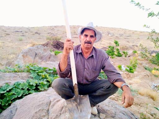 عکس باغ گیلاس آقای  خدایار نصرالهی 