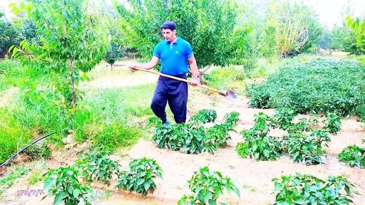 عکس باغ گیلاس آقای  خدایار نصرالهی 