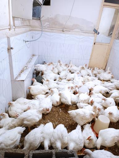 عکس پخش مرغ زنده وحید میرناصری