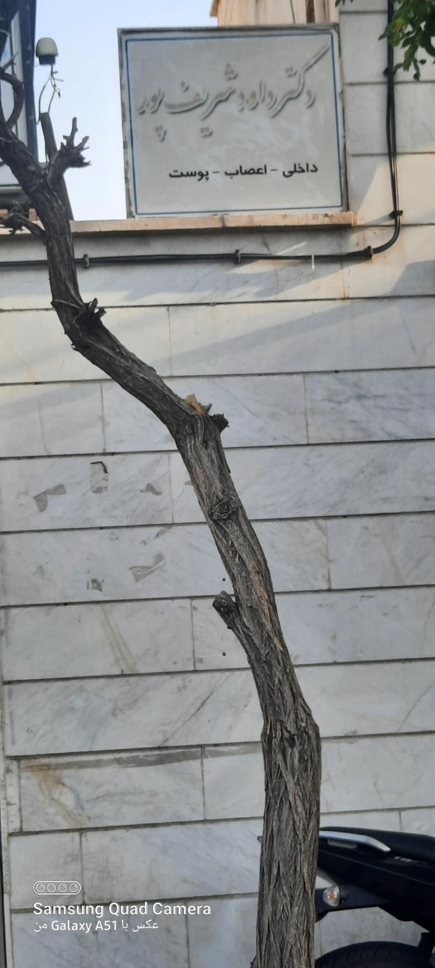 عکس دکتر داوود شریف پور