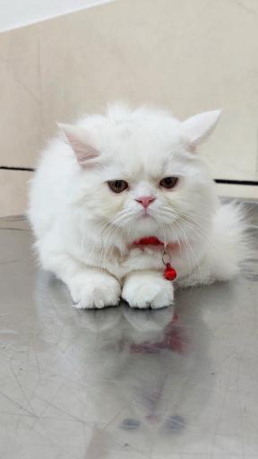 عکس کلینیک دامپزشکی نوبل 