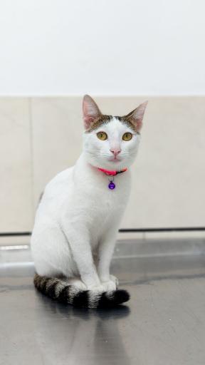 عکس کلینیک دامپزشکی نوبل 