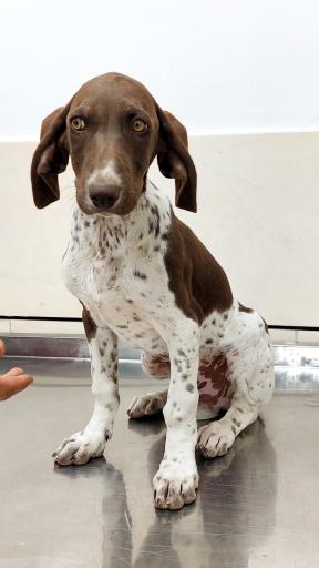 عکس کلینیک دامپزشکی نوبل 