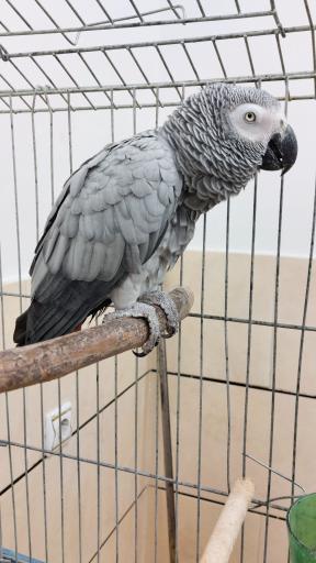 عکس کلینیک دامپزشکی نوبل 