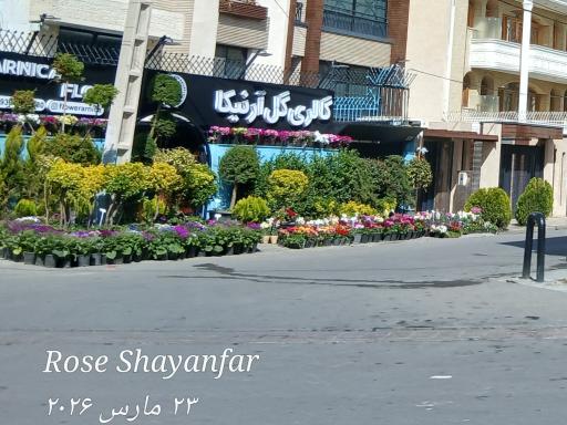 عکس گالری گل آرنیکا