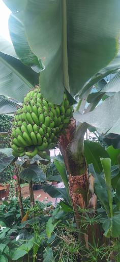 عکس گلسرای بهار