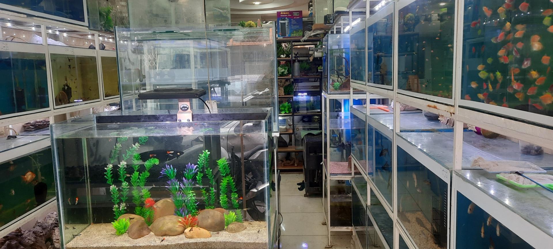 عکس فروشگاه آکواریوم نمو 