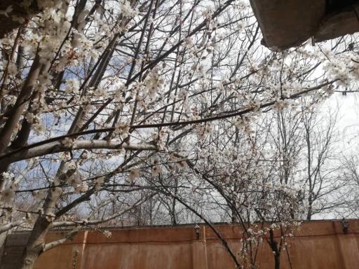 عکس باغ بلوط