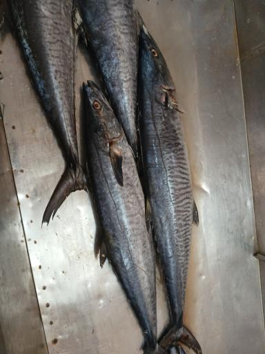 مرغ وماهی مرواریدخرمشهر