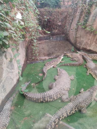 عکس پارک کروکدیل ها