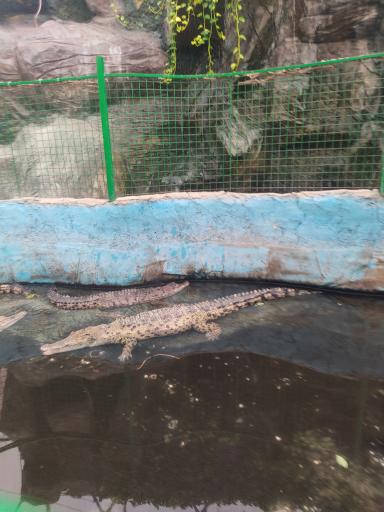 عکس پارک کروکدیل ها