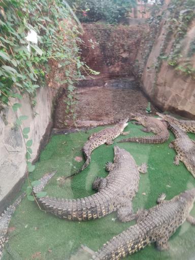 عکس پارک کروکدیل ها