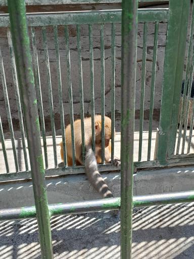 عکس پارک کروکدیل ها