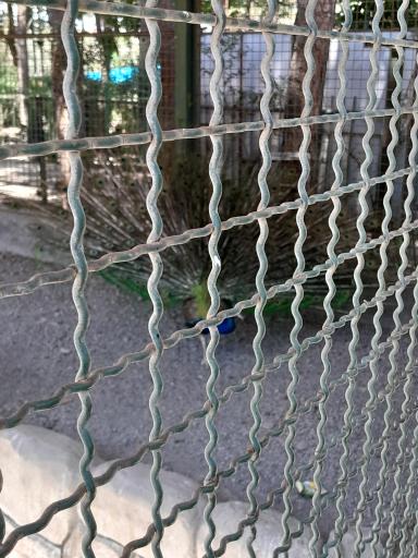 عکس پارک کروکدیل ها